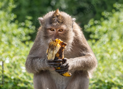 Photography Macaque monkey eating banana in nature, Thailand