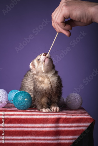 ferret