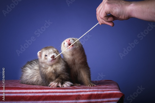 ferrets