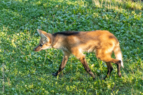 The maned wolf (chrysocyon brachyurus) walks on the grass