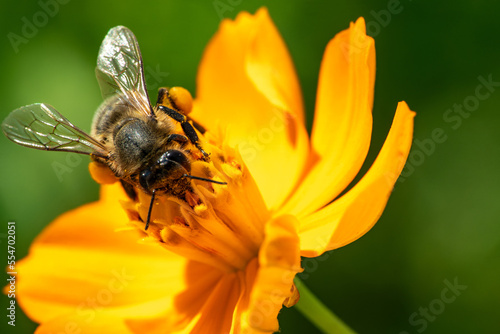 A bee on a flower collects nectar