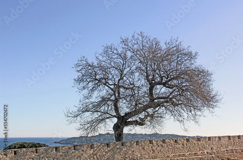 arbre penché au coucher de soleil photo