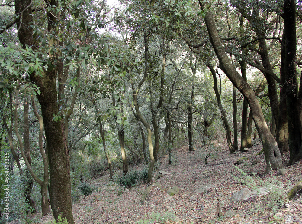 forêt en milieu humide