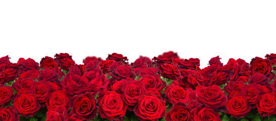 bouquet of dark  red roses  close up