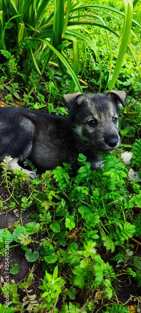 Puppies in the grass Puppies in the grass