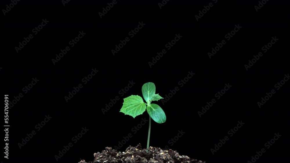 young green sprouts of cucumber in the ground. Cucumber shoots. Growing vegetables at home. Green leaves. Chernozem. Vegetable plants. Agricultural business. Free space for text. Black background. young green sprouts of cucumber in the ground. Cucumber shoots. Growing vegetables at home. Green leaves. Chernozem. Vegetable plants. Agricultural business. Free space for text. Black background.