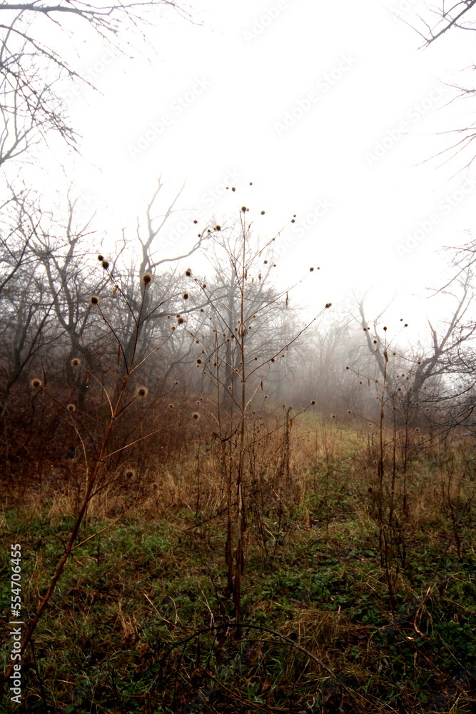 fog in the forest fog in the forest