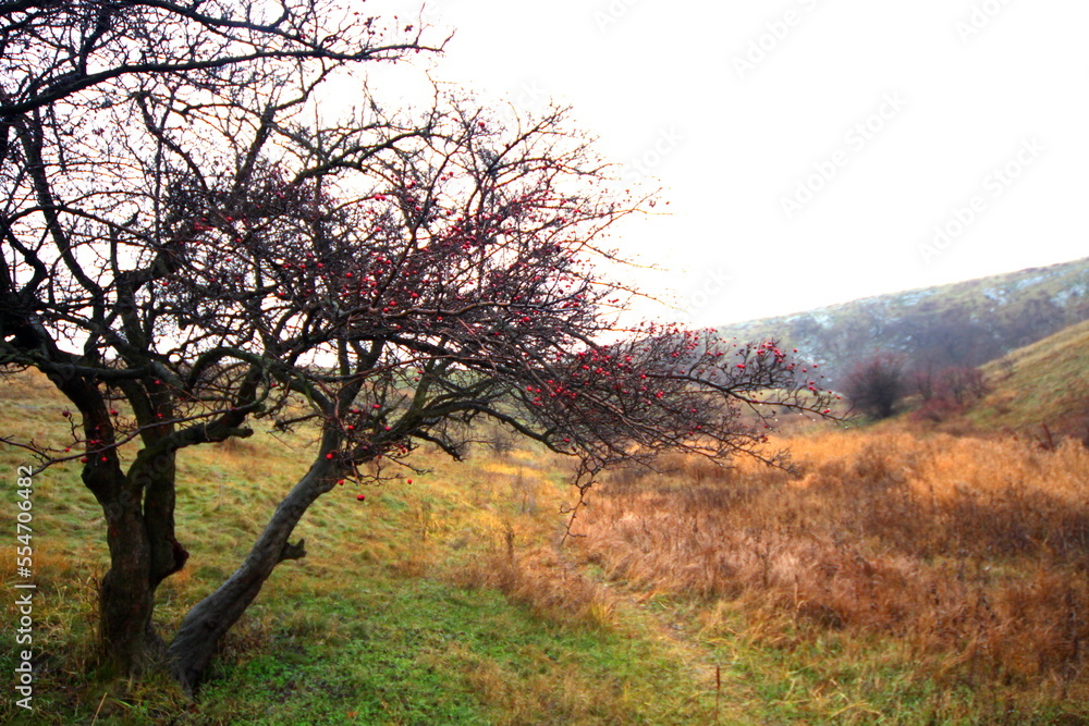 Obraz premium tree in the fog