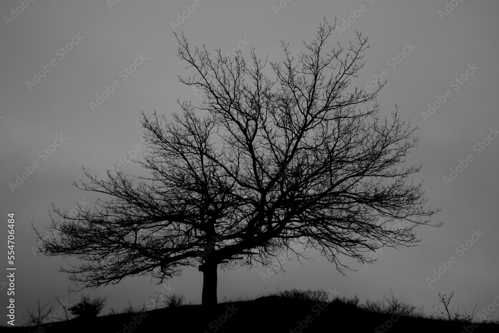 silhouette of a tree silhouette of a tree