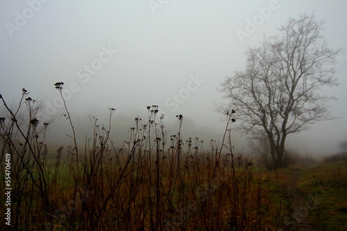 misty morning on the lake