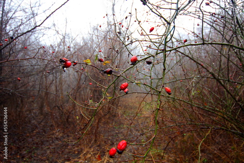 poppies in the field