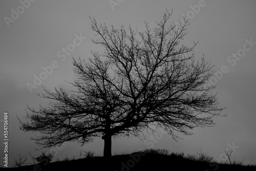 silhouette of a tree