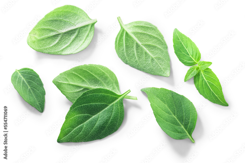 Greek or Spicy Globe Basil leaves (Ocimum basilicum), isolated, top view png Greek or Spicy Globe Basil leaves (Ocimum basilicum), isolated, top view png