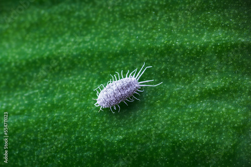 Mealybug, planococcus citrus, dangerous pest on orchid leaf. Macro photo of tropical damaging insect photo