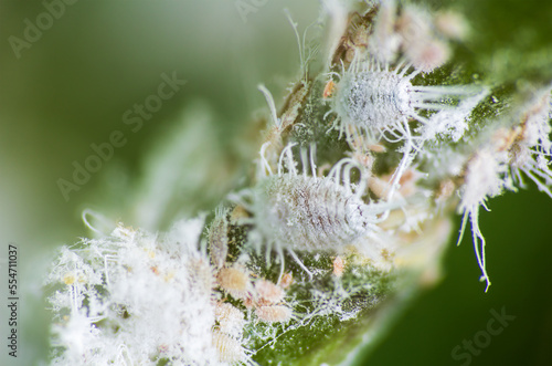 Mealybug, planococcus citrus, dangerous pest on orchid. Macro photo of tropical damaging insect photo