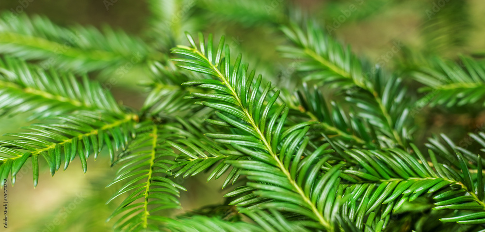 Background of fir branches for a New Year's card Background of fir branches for a New Year's card