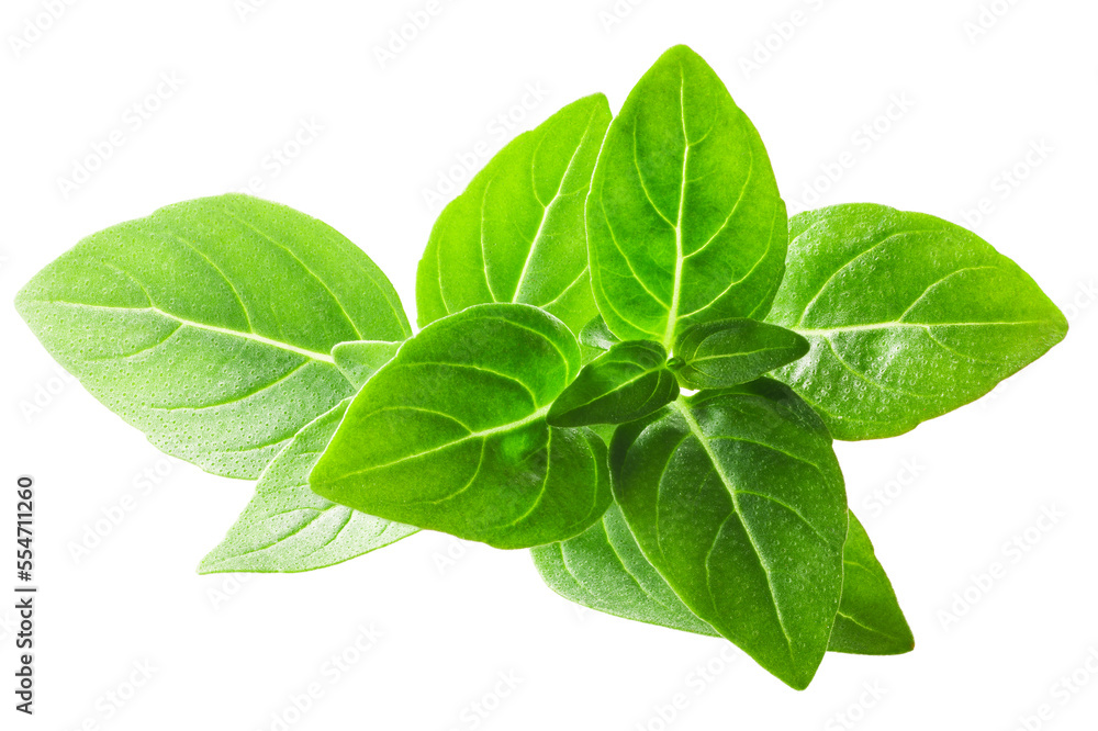 Greek basil, fine-leaved (Ocimum basilicum tops), isolated png Greek basil, fine-leaved (Ocimum basilicum tops), isolated png