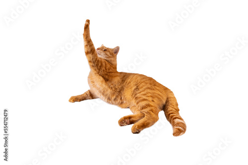 Fotografie, Tablou Red fluffy cat isolated on transparent background png