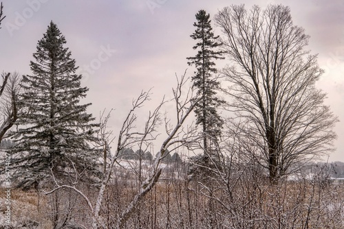 snow covered trees