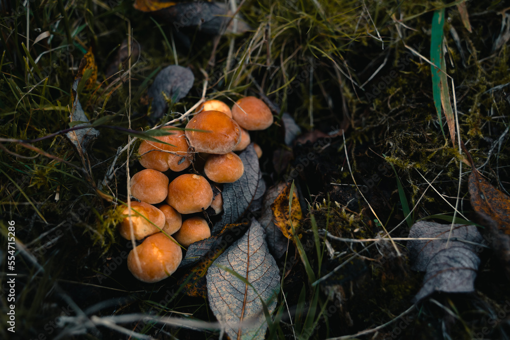 Hypholoma capnoides or Conifer Tuft orange mushrooms cluster in grass. Hypholoma capnoides or Conifer Tuft orange mushrooms cluster in grass.