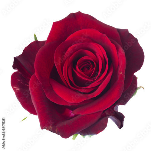 one dark  red rose