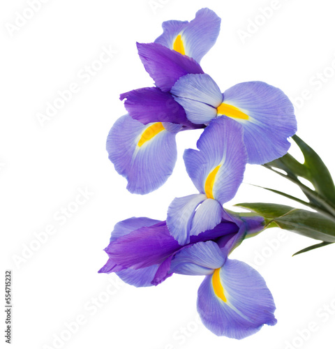 Fotótapéta irises flowers