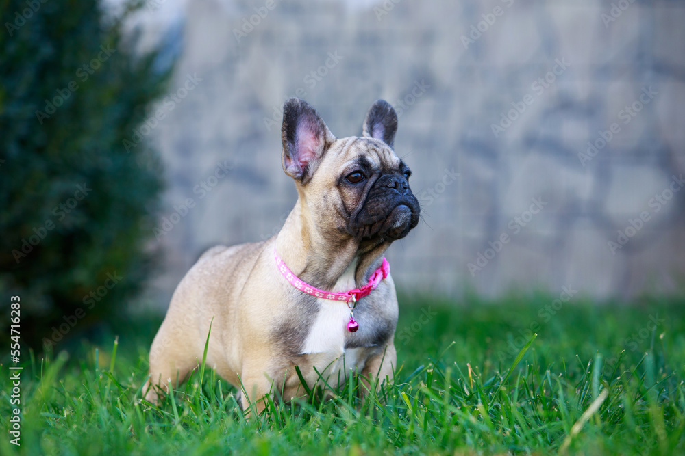 dog breed french bulldog