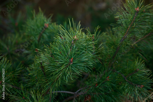 pine branch close-up