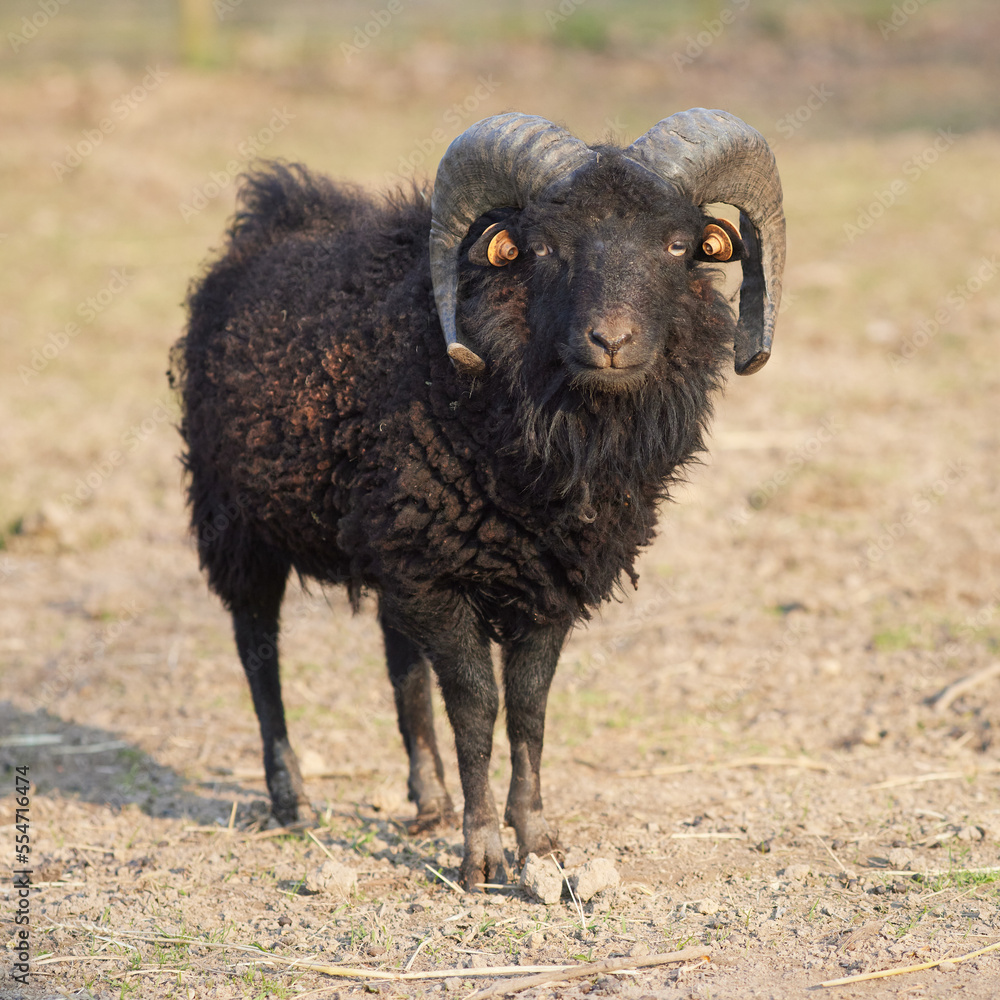 Black brown male ouessant sheep with horns Black brown male ouessant sheep with horns