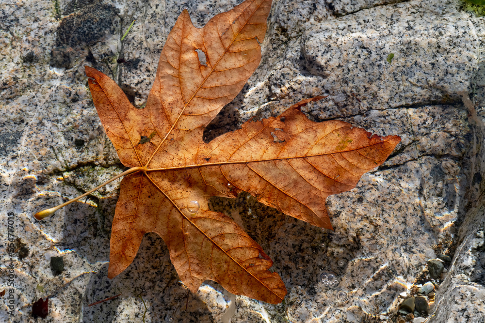 A top view image of a single large maple leaf floating in crystal clear water. A top view image of a single large maple leaf floating in crystal clear water.