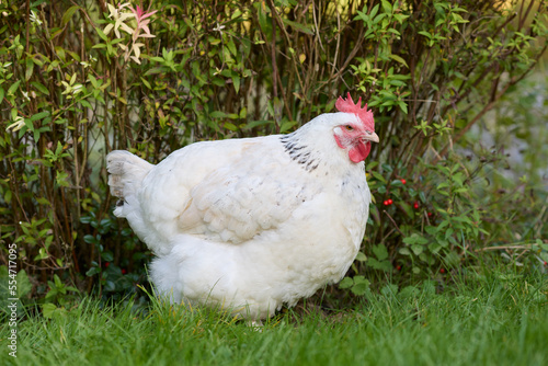 White chicken of Sussex race free range in garden
