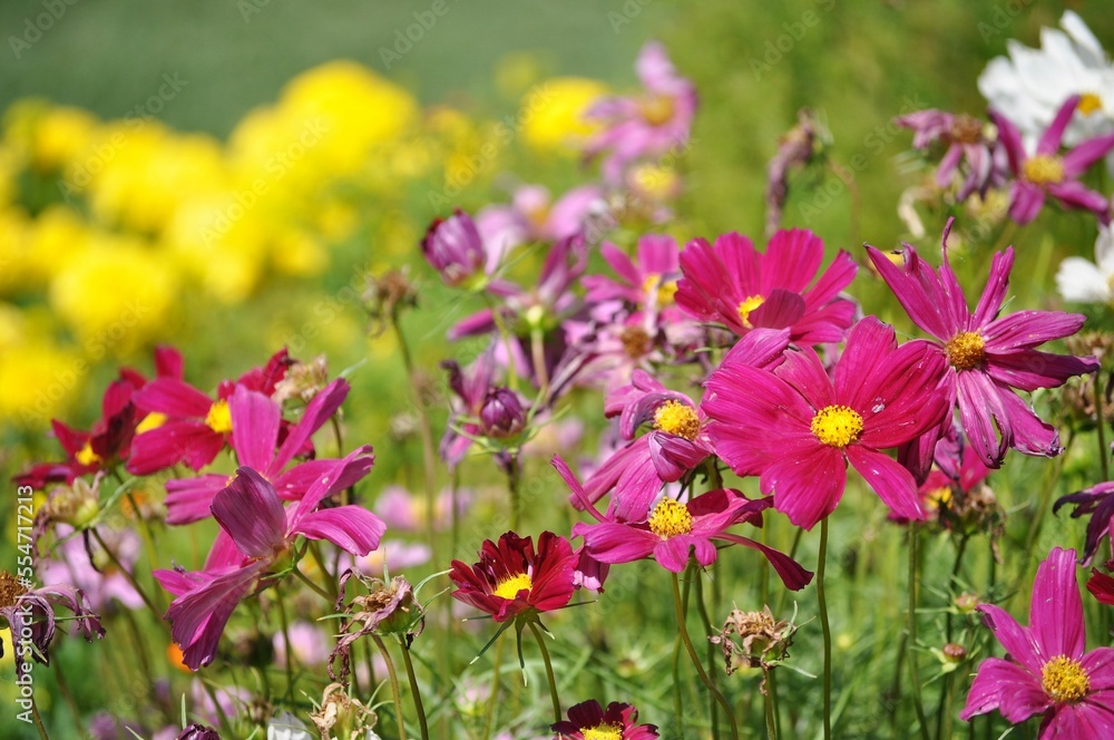 Wildflowers