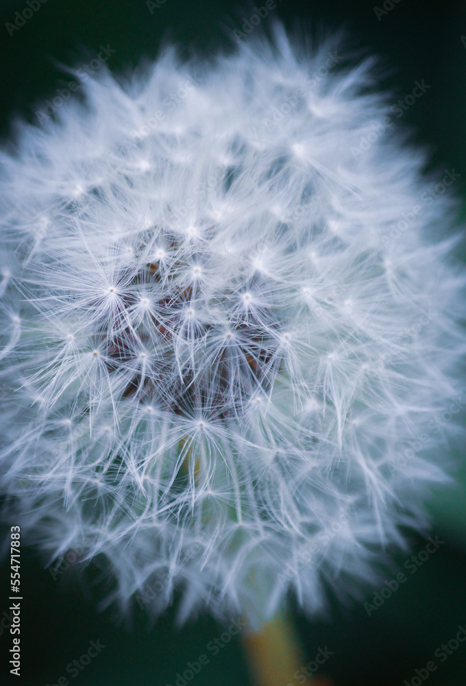Fototapeta premium dandelion seed head