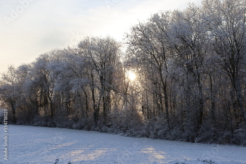 Winter forest in the morning, winter landscape with trees, winter landscape panorama © Inha