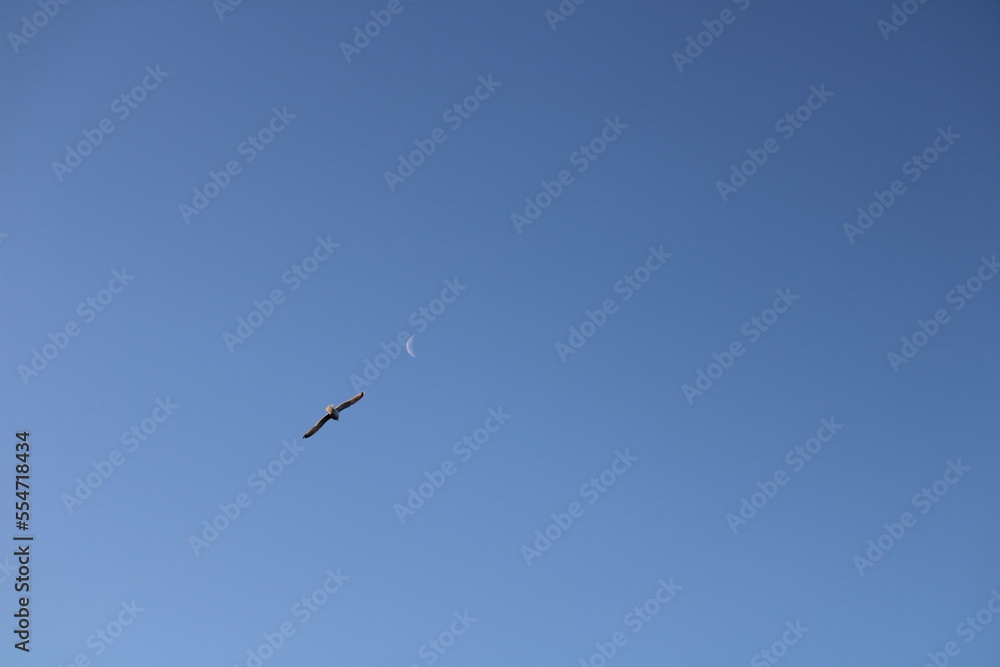 Birds flying up in the sky, moon at background Birds flying up in the sky, moon at background