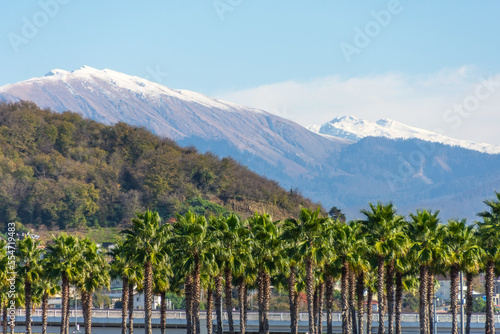 Landscape of mountains  snow-covered peaks  near at the foot of the growing washingtonia palm.