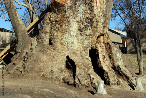 Ancient plane tree 8th century photo