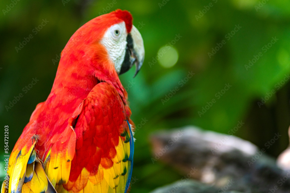 Specimen of Ara macao is the Scarlet macaw, also known as red parrot that lives wild in the subtropical and tropical jungle of America, it is a large bird with great plumage full of colors.