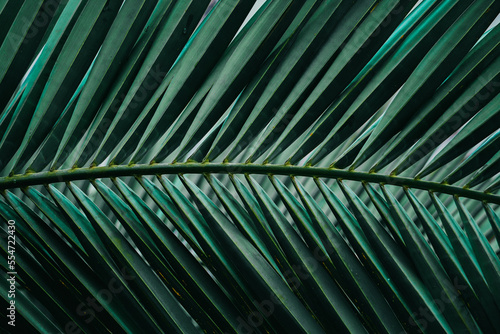 green palm tree leaves in summertime , green background