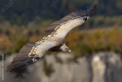 Avvoltoio grifone photo