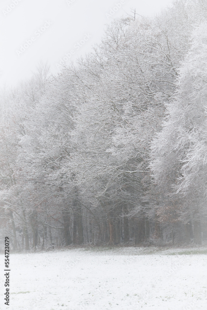 Fototapeta premium Wald im Winter