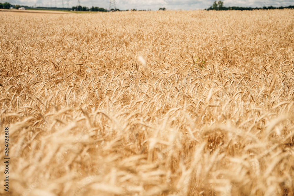 Wheat field. Ears of golden wheat close up. Wheat field. Ears of golden wheat close up.