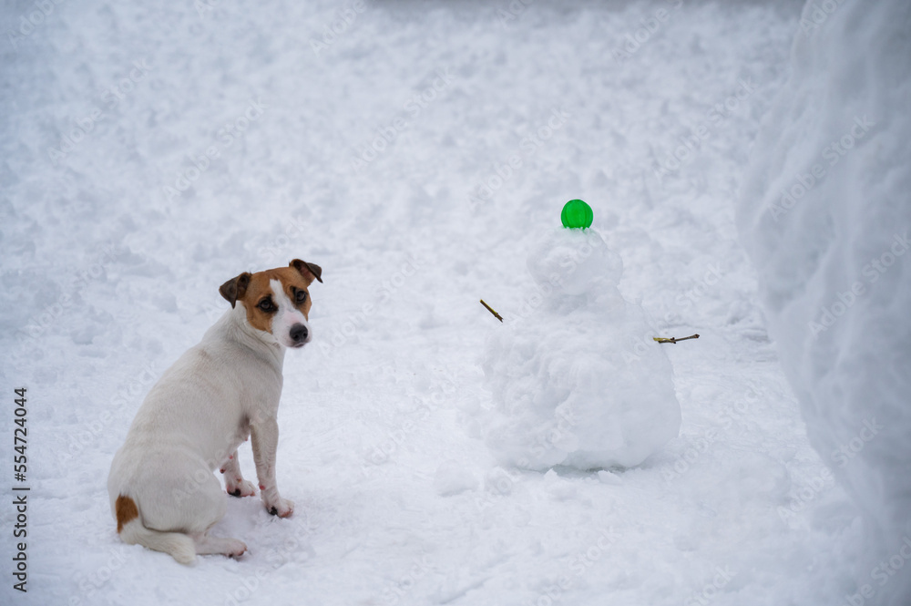Jack Russell Terrier dog making a snowman outdoors in winter. Jack Russell Terrier dog making a snowman outdoors in winter.