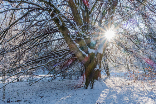 Verschneiter Baum im Wintersonnenschein in Hellbrunner Allee in Salzburg
