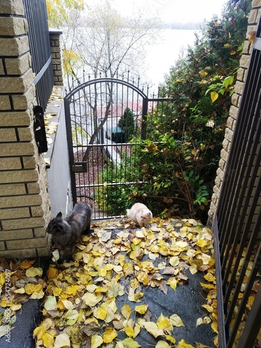 autumn in the park
