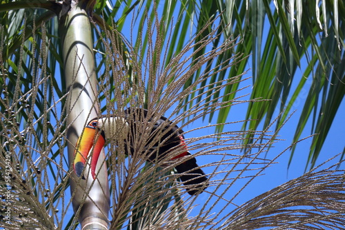 Ramphastos toco, or Toucans, on a Jussara Palm, Euterpe edulis, in Brazil. photo