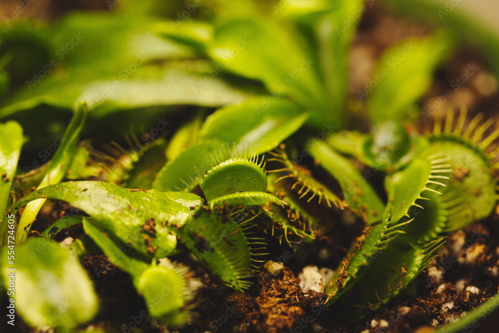 Dionaea muscipula also known as a venus fly trap. Dionaea muscipula also known as a venus fly trap.