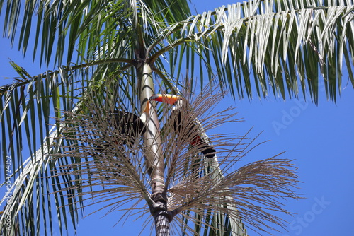 Ramphastos toco, or Toucans, on a Jussara Palm, Euterpe edulis, in Brazil. photo