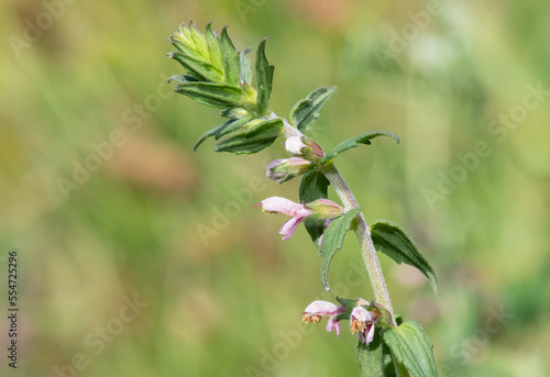 Close up of a red bartsia (odonites vernus) flower in bloom photo