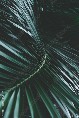 Palm branch with many leaves in moody green edit style. Palm plant closeup with angled leaf, beautiful greenery shot in central London.